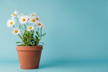 Fresh daisy flowers in pot on blue background