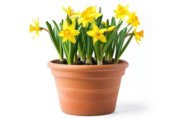 Fresh spring flowers in pot on white background