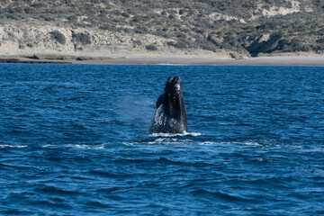 Sohutern right whale jumping, Peninsula Valdes, Patagonia,Argentina