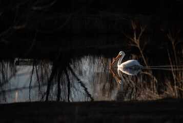 Pelican floating across a bond with a dramatic dark background in colorado
