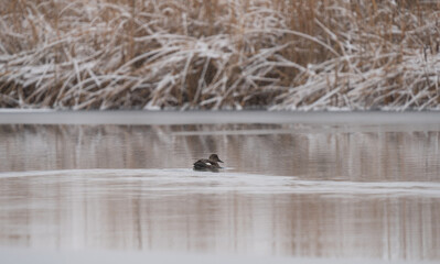 Solitary Gadwall duck alone on a pond on a snowy morning in Colorado
