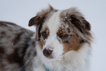 portrait of a snow covered mini aussie
