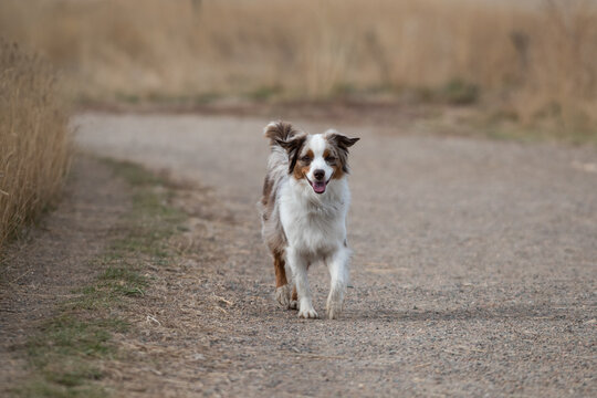Prancing mini australian shepherd