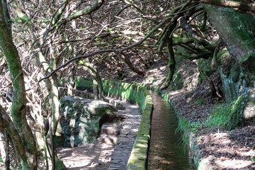 Fototapeta premium Idyllic Levada walk in ancient subtropical Laurissilva forest of Rabacal, Madeira island, Portugal, Europe. Water irrigation channel next to footpath of evergreen laurel trees along 25 fountains hike