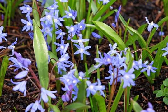Blue Scilla luciliae, also know as Bossier's glory of the snow or Lucile's glory of the snow, flower.