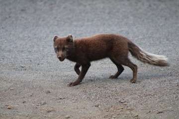 Arctic Fox