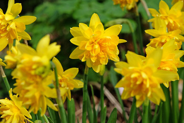 Yellow double Narcissus, Daffodil Tete Boucle, in flower. © Alexandra