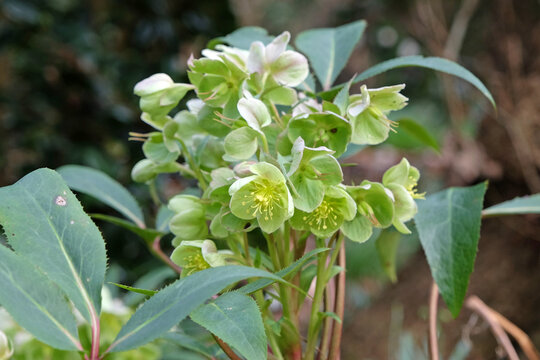 Green Helleborus argutifolius, the holly leaved hellebore, or Corsican hellebore in flower.
