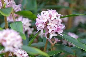 Lilac pink Daphne bholua 'Spring Beauty' in flower.