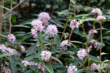 Lilac pink Daphne bholua 'Spring Beauty' in flower.