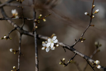 fioritura
