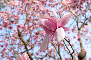 Pink Magnolia campbellii 'Charles Raffill' in flower.