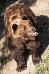A formidable brown bear with a keen gaze and a happy smile, open mouth presents a captivating display of wildlife vigor, hinting at a narrative of survival, animal welfare.