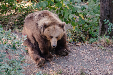 In a serene forest clearing, a large brown bear ambles across a bed of fallen leaves, its focus intent and posture suggesting a quiet moment of exploration.