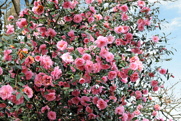 Double pink camellia 'Donation' in flower.