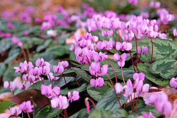 Pink, purple and white hardy cyclamen in flower.