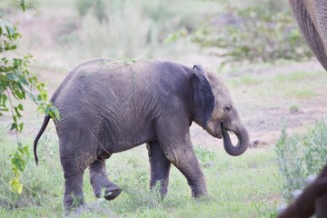 Afrikanischer Elefant im Busch