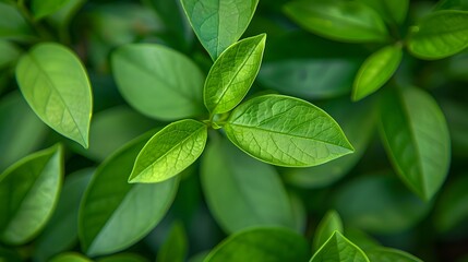 Closeup of green leaves texture background. Green leaves with beautiful pattern in jungle for organic concept. Natural plant in tropic garden. Nature background. Small green leaf in bush background