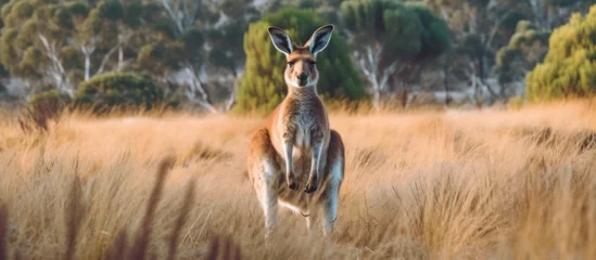 Fotobehang kangaroo standing in field background © kucret