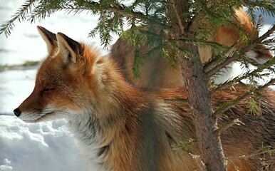 red funny little fox in a winter zoo in an open enclosure. Penza. Russia