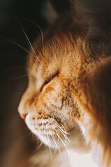 close up portrait of a cat