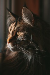 portrait of a cat with a eyes closed