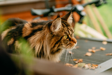 cat on the hunt