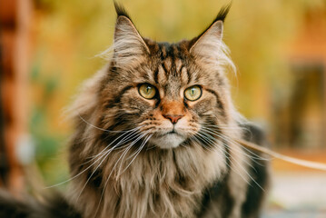close up portrait of a cat
