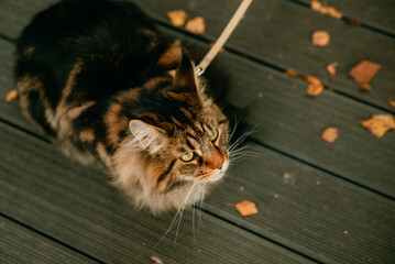 cat on a black background