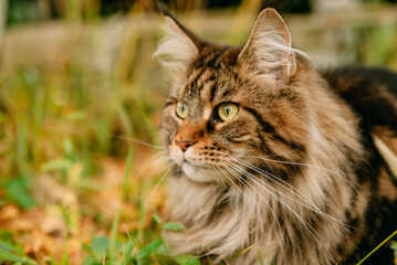 portrait of a cat in grass