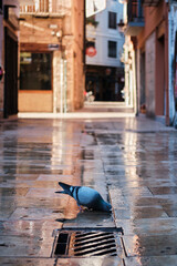 Paloma en una calle bebiendo agua