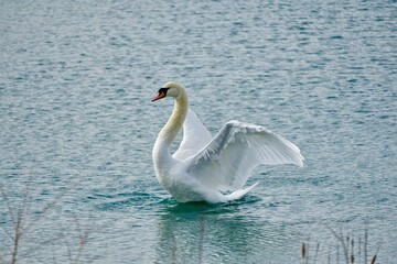 Fototapeta premium Swan with open wings at the pond