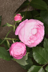 風の広場の薔薇