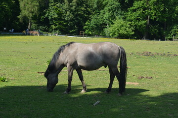 Tarpan Nachzüchtung