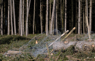 A felled tree trunk lies in front of tall trees in a commercial forest. Next to the tree is a metal...