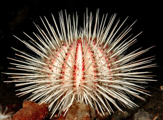 Melon sea urchin from Norway