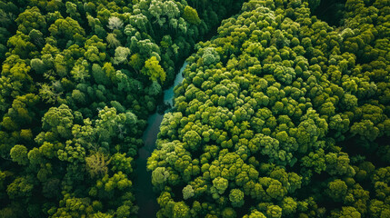 Bird's Eye View: Capture an aerial perspective of a lush forest canopy, with treetops stretching as far as the eye can see and winding rivers or streams snaking through the landscape. Generative AI