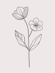 Fototapeta na wymiar Single flower vector line art