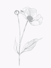 Single flower vector line art