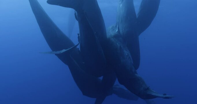 A clan of sperm whales socializing on the surface.