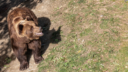 An imposing brown bear, baring its teeth in a naturalistic setting, or smiling in happiness,...