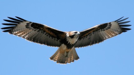 Fototapeta premium a large bird of prey flying through the air with its wings spread out and wings spread wide, with a blue sky in the background.