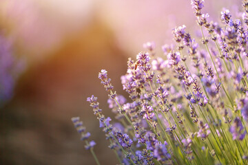 Naklejka premium Purple lavender flowers with selective focus