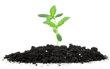 Small green plant of cannabis in a mound of soil on a white background. Concept of growing. - 756776721