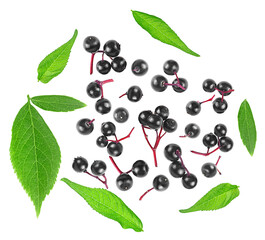 Healing berries of black elderberry fruits with green leaves isolated on a white background, view from above. Sambucus. - 756776742