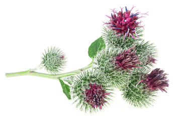 Prickly heads of burdock flowers isolated on a white background. Medicinal plant. Arctium lappa, Edible Burdock. - 756776743