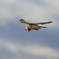 Kestrel hovering