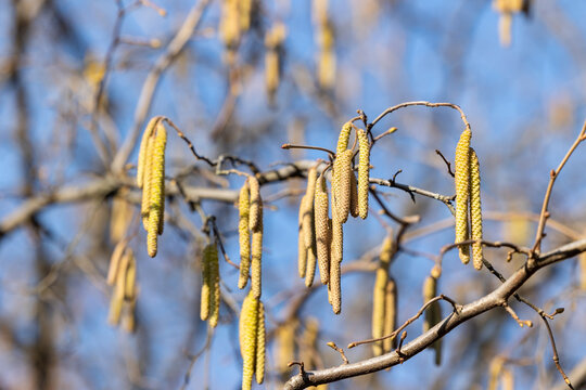 Birch catkins on branches in spring