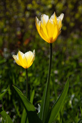 Obraz premium Yellow tulips in the garden