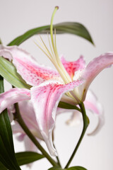 White - pink flower - I